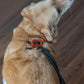 2 in 1 leash and harness